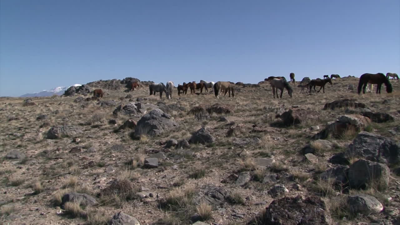 야생마는 서부 주에 있는 탁 트인 방목지에서 풀을 뜯고 있습니다.