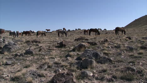 los caballos salvajes pastan en pastizales abiertos en los estados del oeste