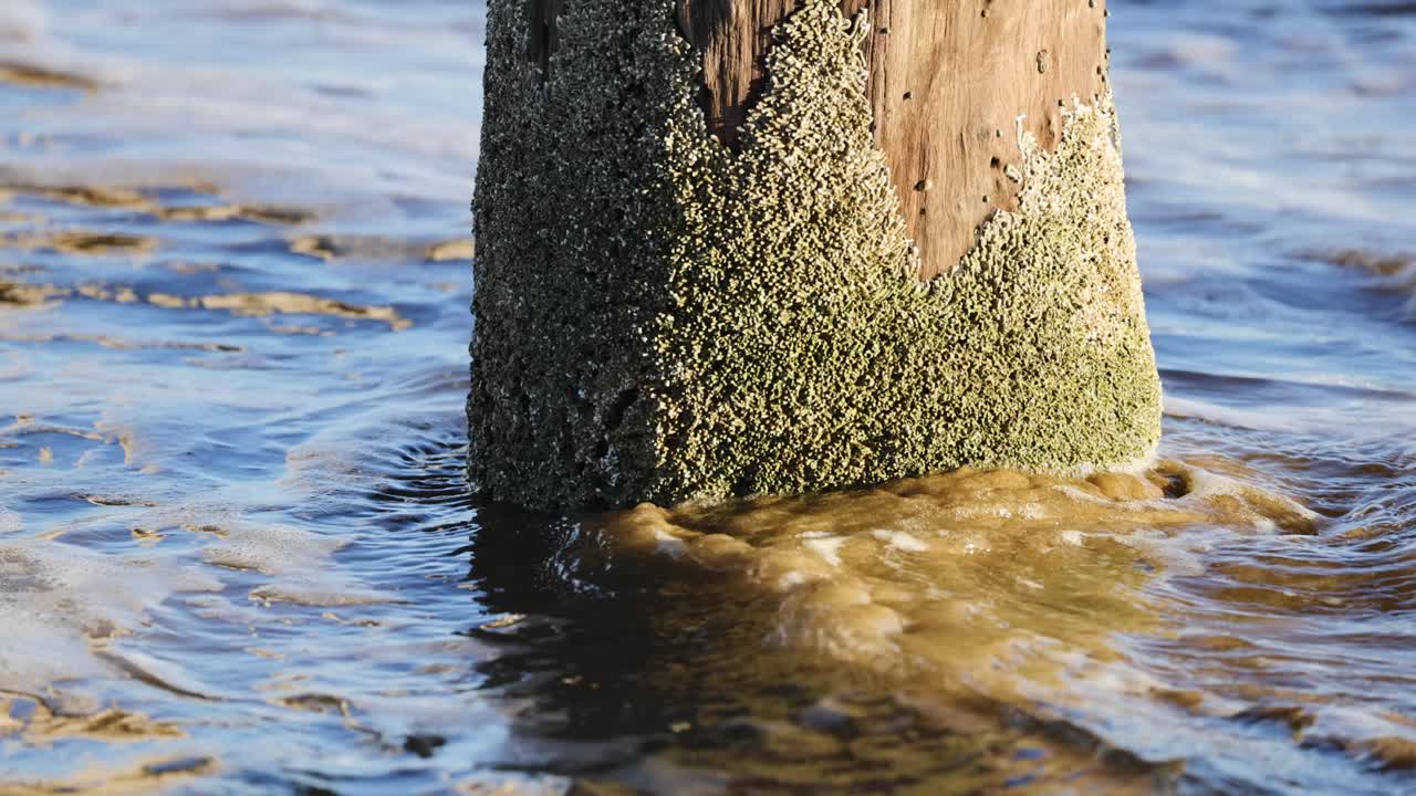 Waves interact with barnacle-covered pier post