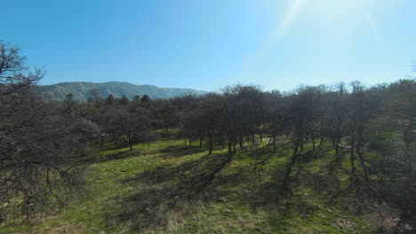 flying through the trees and over green pastures in the tehachapi mountains in spring - first-person view