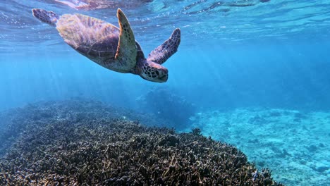 closeup of green sea turtle swimming down after taking a breath