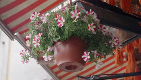 hanging potted petunias