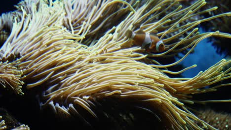 Macro-shot-of-a-clown-fish-swimming-out-of-it's-home-anemone