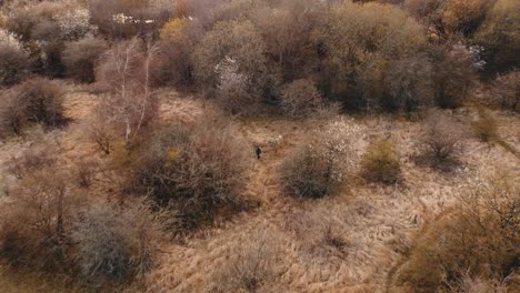 Aerial-drone-view-of-goats-feeding-in-the-rural-village-of-Sydhavnstippen,-Copenhagen,-Denmark