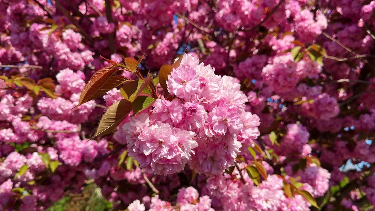 Close up of pink cherry blossoms moving in wind, revealing full tree
