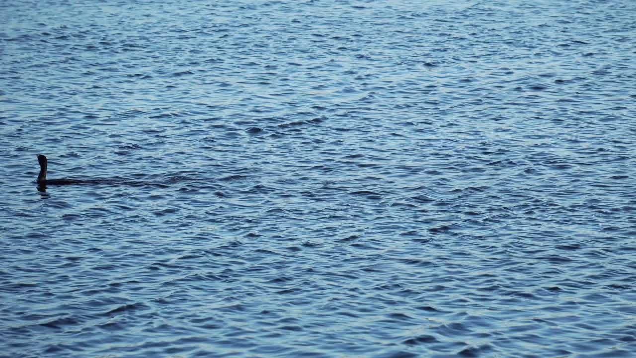 물에서 수영하는 새 - 4k