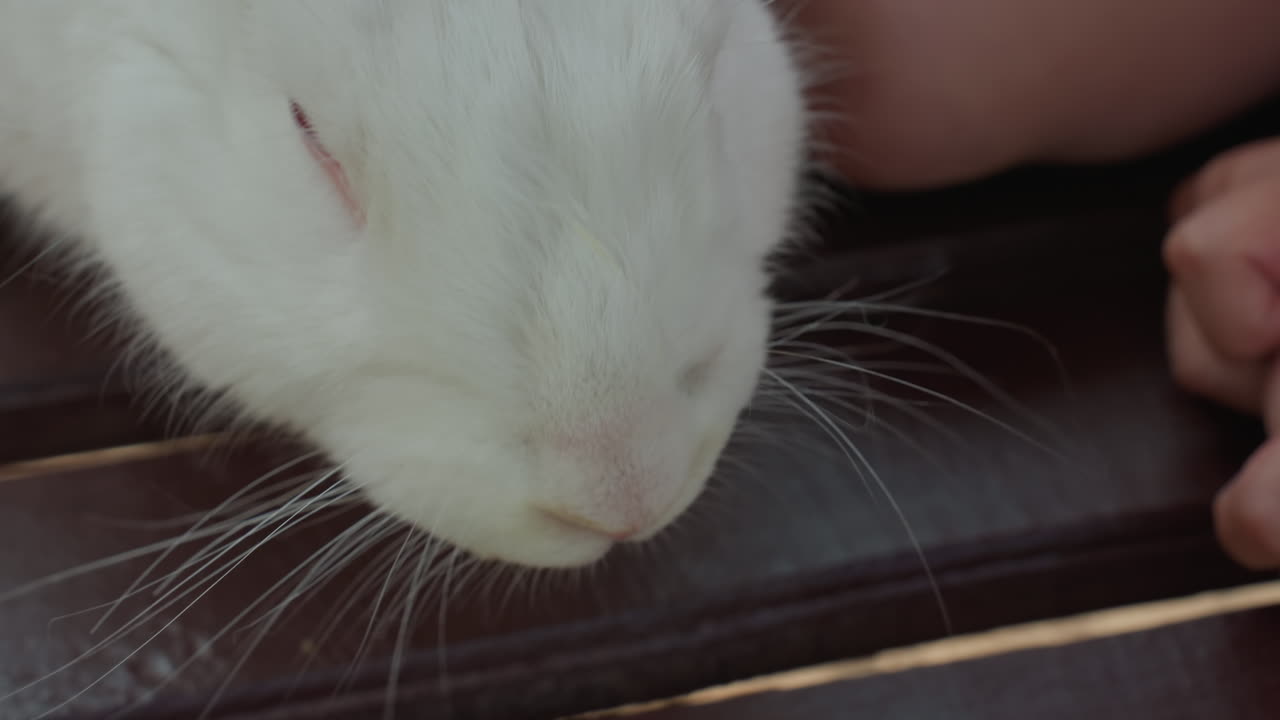 Young Girl Watches Fluffy Rabbit, Girl Carefully Observes Softfurred Rabbit Beneath Sunny Sky, Young Girl Carefully Watches Cuddly Softfurred Rabbit Sitting Peacefully Beneath Sunlight Outdoors