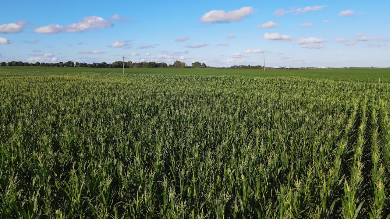 Corn Plants Stretch Across the Countryside in Tidy Rows Beneath a Bright Blue Sky in La Pampa, Argentina - Drone Flying Forward