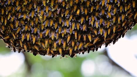giant honey bees are known to build large colonies of nest with symmetrical pockets made of wax for them to store honey as their food source