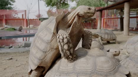 Grandes-Tortugas-Del-Parque-Safari-De-Dubai.