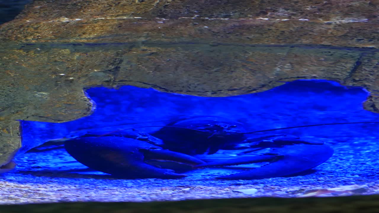 아쿠아리움 동굴에 있는 호박