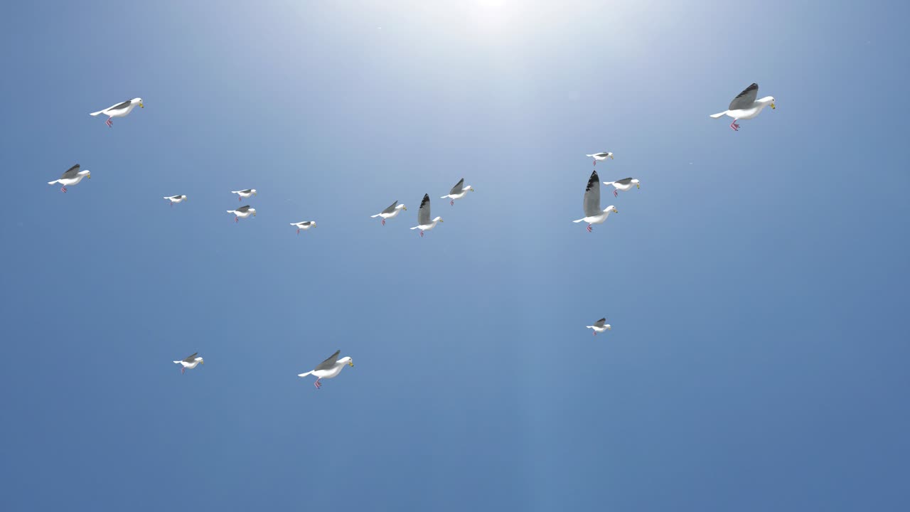 A big flock of birds flying in the sky against a backdrop of clouds background a flock of pigeons