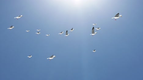a big flock of birds flying in the sky against a backdrop of clouds background a flock of pigeons