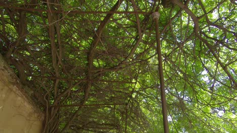 Glare-of-the-bright-sun-passing-through-the-crowns-of-overgrown-trees-creating-a-shadow