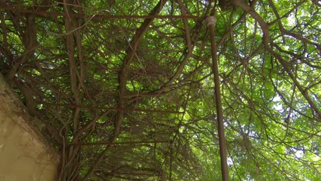 glare of the bright sun passing through the crowns of overgrown trees creating a shadow