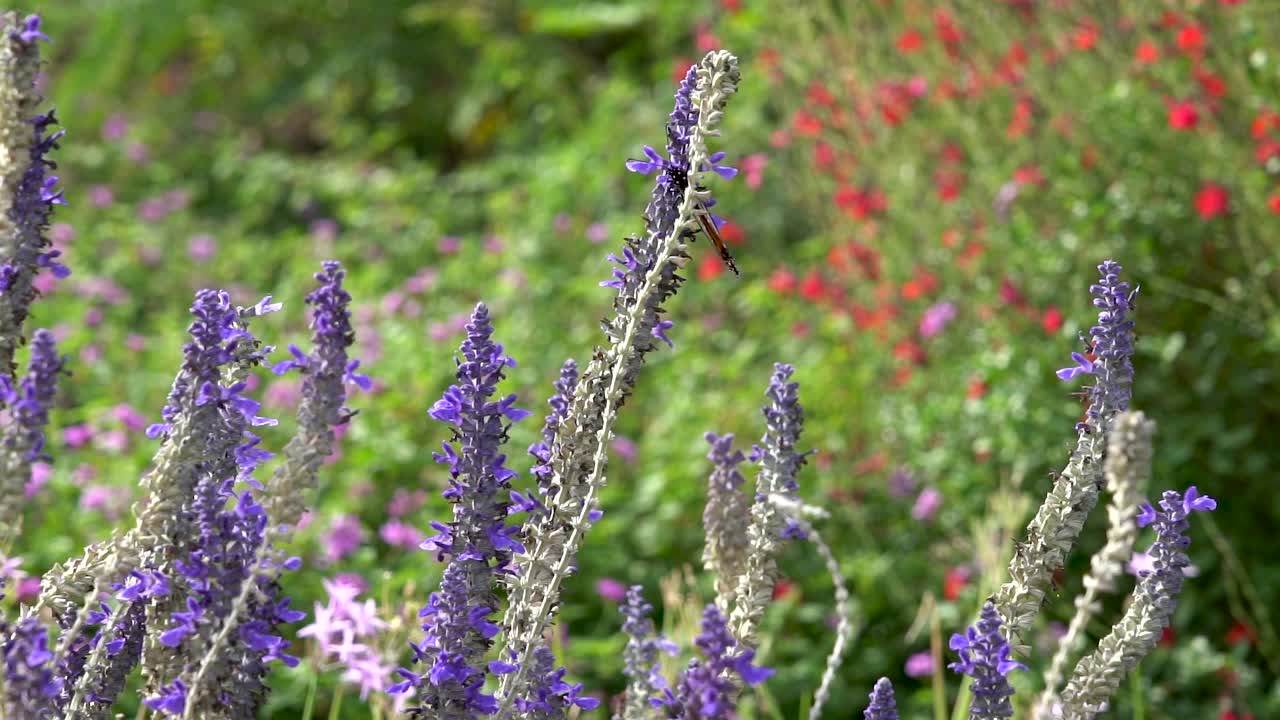 A monarch butterfly feeds on a purple flower as a bee buzzes nearby.