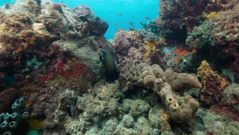 Ein-Französischer-Kaiserfisch,-Der-Bei-Einem-Schönen-Tauchgang-In-Der-Nähe-Des-Riffs-Schwimmt