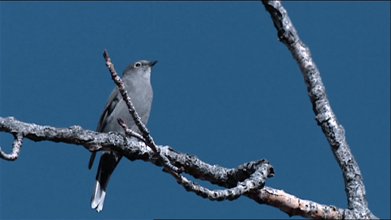 gorrión de pantano (melospiza georgiana) en la rama sobre el arroyo