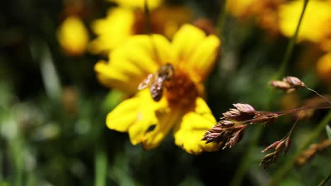 bee interacting with a yellow flower in nature