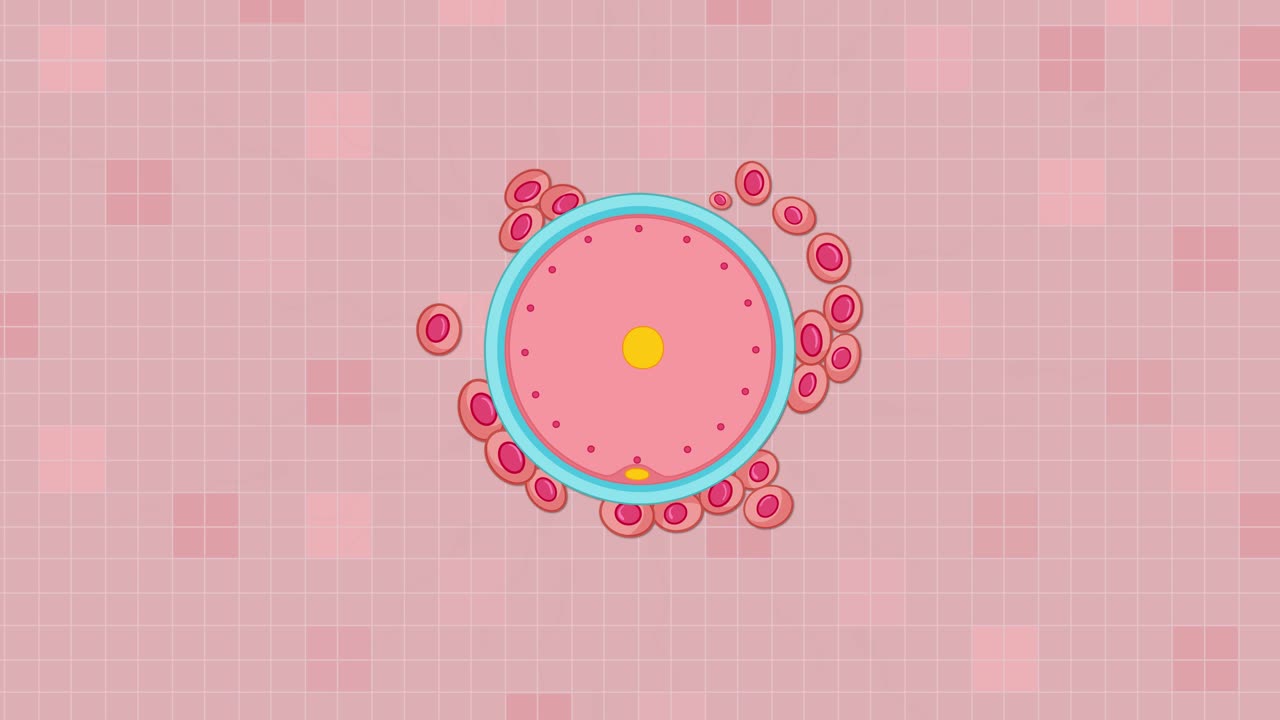 Animazione colorata che mostra spermatozoi che nuotano verso un ovulo umano per fecondarlo, con prospettiva dall'alto