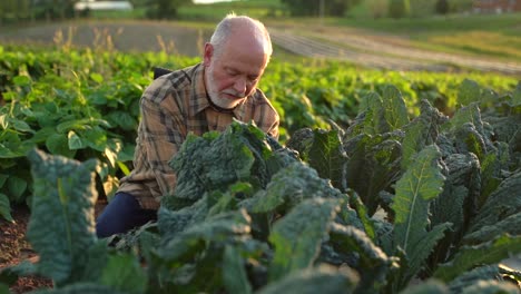 Close-up-slow-motion-of-farmer-picking-kale-in-the-field-at-sunset