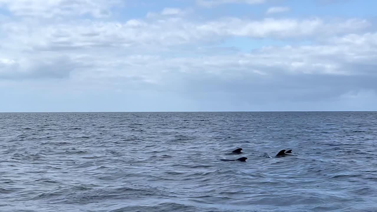 바다 에서 수영 하는 돌고래 들