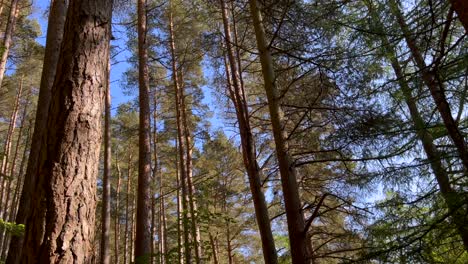 bird fly above forest pine trees canopy