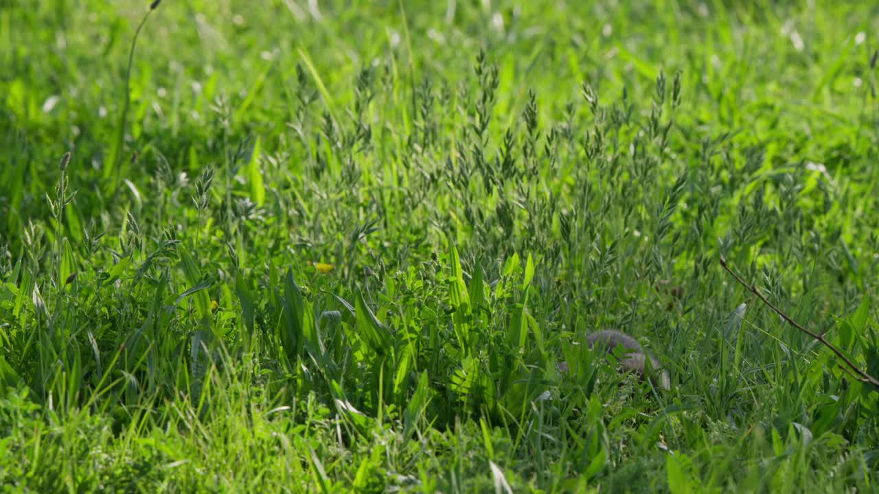 Criceto che cerca cibo nell'erba alta, con le guance gonfie mentre raccoglie il cibo, poi gira a destra e scatta fuori campo a sinistra. Comportamento della fauna selvatica, roditore di prato, luce diurna estiva.