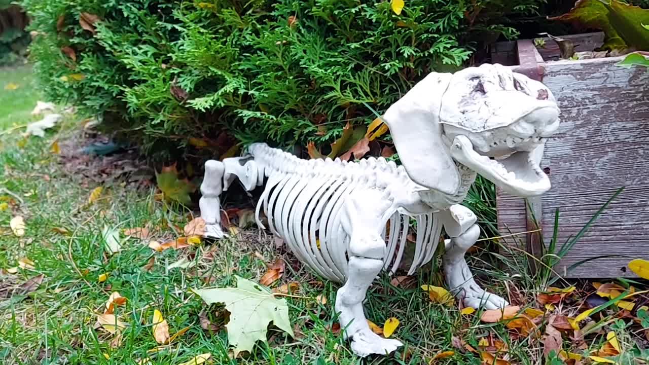 Spooky dachshund skeleton waits outside for treats, Halloween decor, zoom in