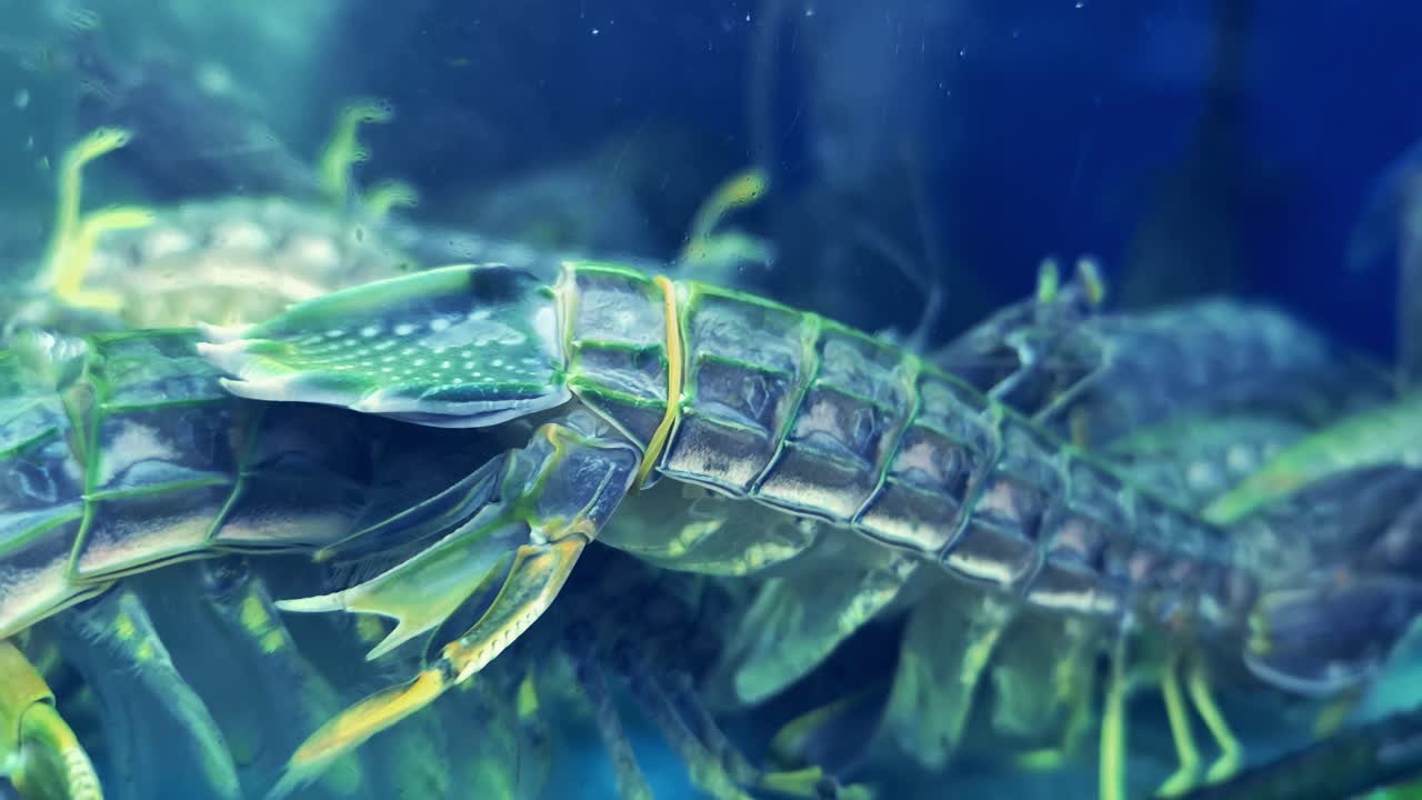 Close up of fresh shrimp