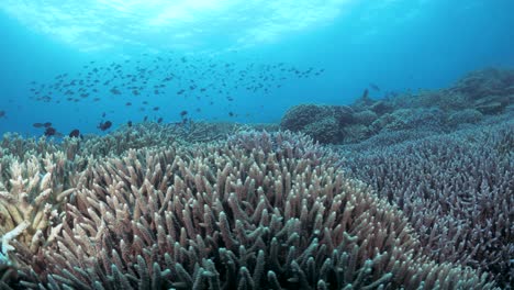 sun setting over the branches of a staghorn covered coral reef in tropical blue water