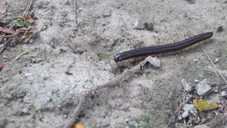 Sumatran-Titan-millipede-,-exoskeleton