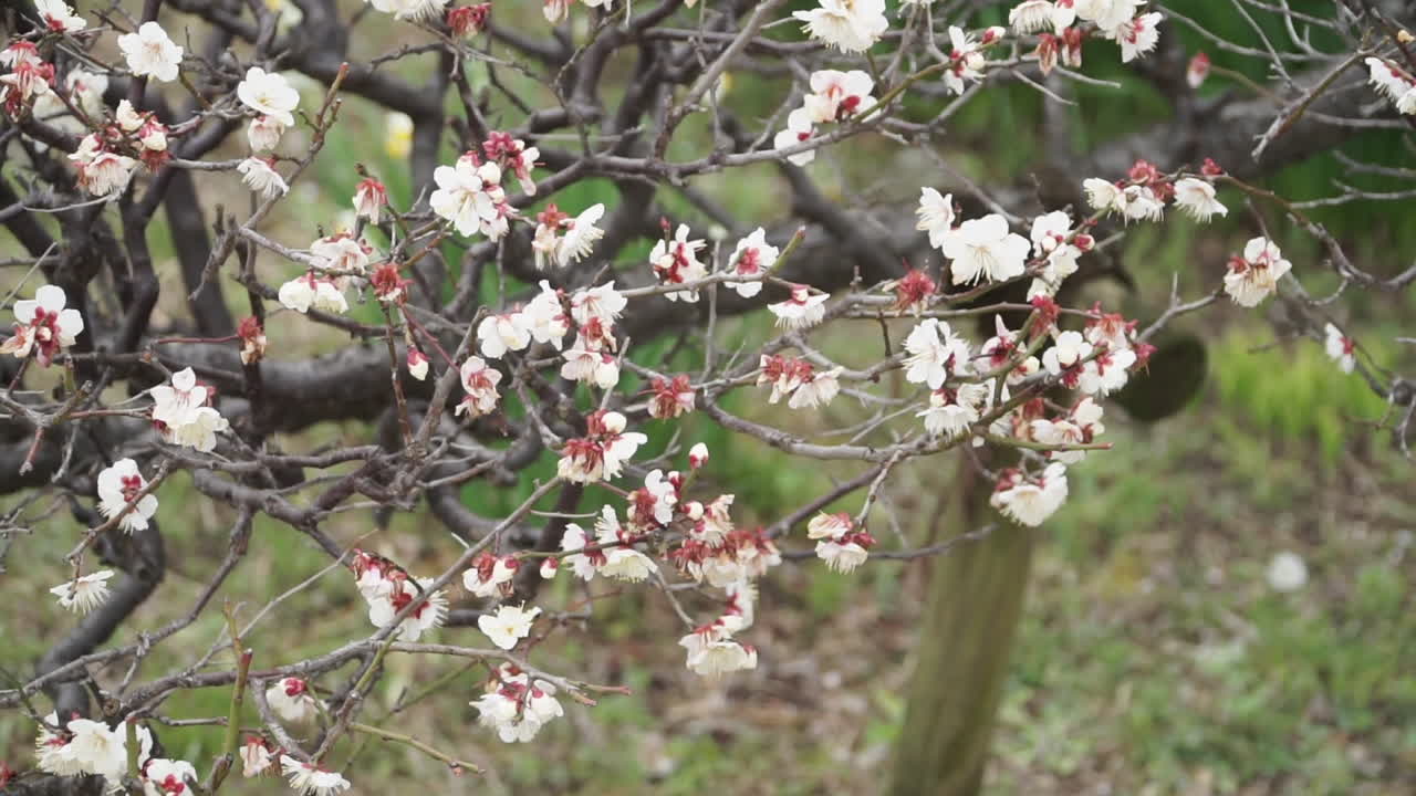 Zoom indietro dai primi fiori bianchi di ciliegio in fiore dell'anno, prima della primavera, nella città di Osaka in Giappone