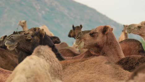 Camels-at-the-Pushkar-Fair,-also-called-the-Pushkar-Camel-Fair-or-locally-as-Kartik-Mela-is-an-annual-multi-day-livestock-fair-and-cultural-held-in-the-town-of-Pushkar-Rajasthan,-India.