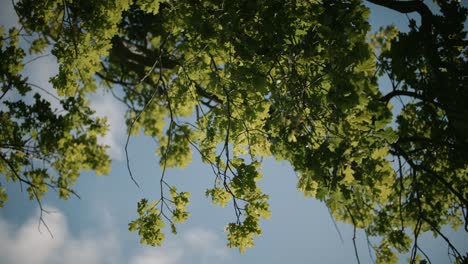 Hojas-De-Roble-Balanceándose-En-El-Viento-Retroiluminadas-Por-Las-Nubes-Del-Sol-De-La-Tarde-Pasando-En-El-Fondo,-Cámara-Lenta-4k