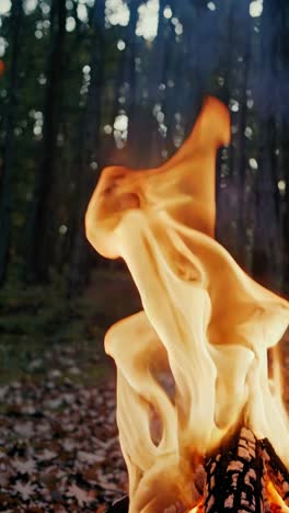 close-up video of a campfire with tall flames dancing against a blurred forest background