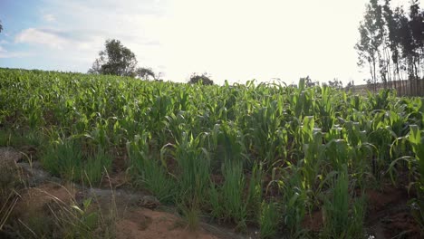 Braunhirse-Landwirtschaftliche-Nutzpflanzen-Ernten-In-Yungay,-Peru