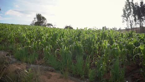 cosecha de cultivos agrícolas de mijo browntop en yungay perú