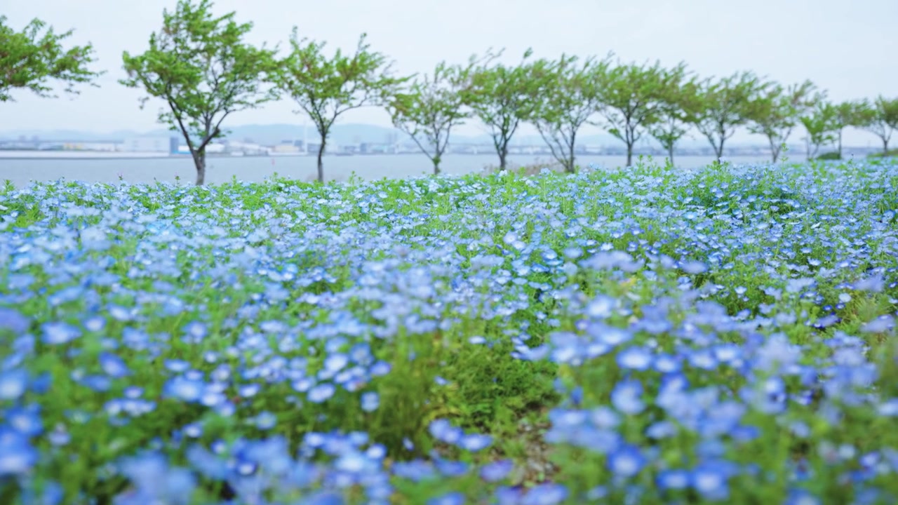 Kwiaty Nemophila wypełniają nadmorski park w Japonii w ciepły wiosenny dzień.
