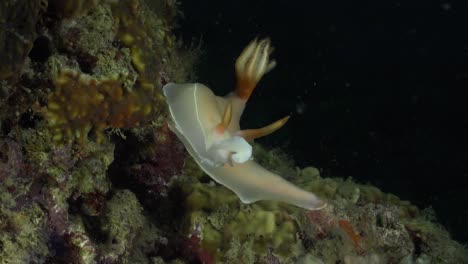 nudibranch bullocki on coral reef at night.