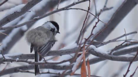 adult black-capped chickadee in winter scratching itself on the chin - adorable small bird