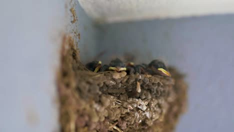 recently hatched birds nesting within the confines of the house - defocused