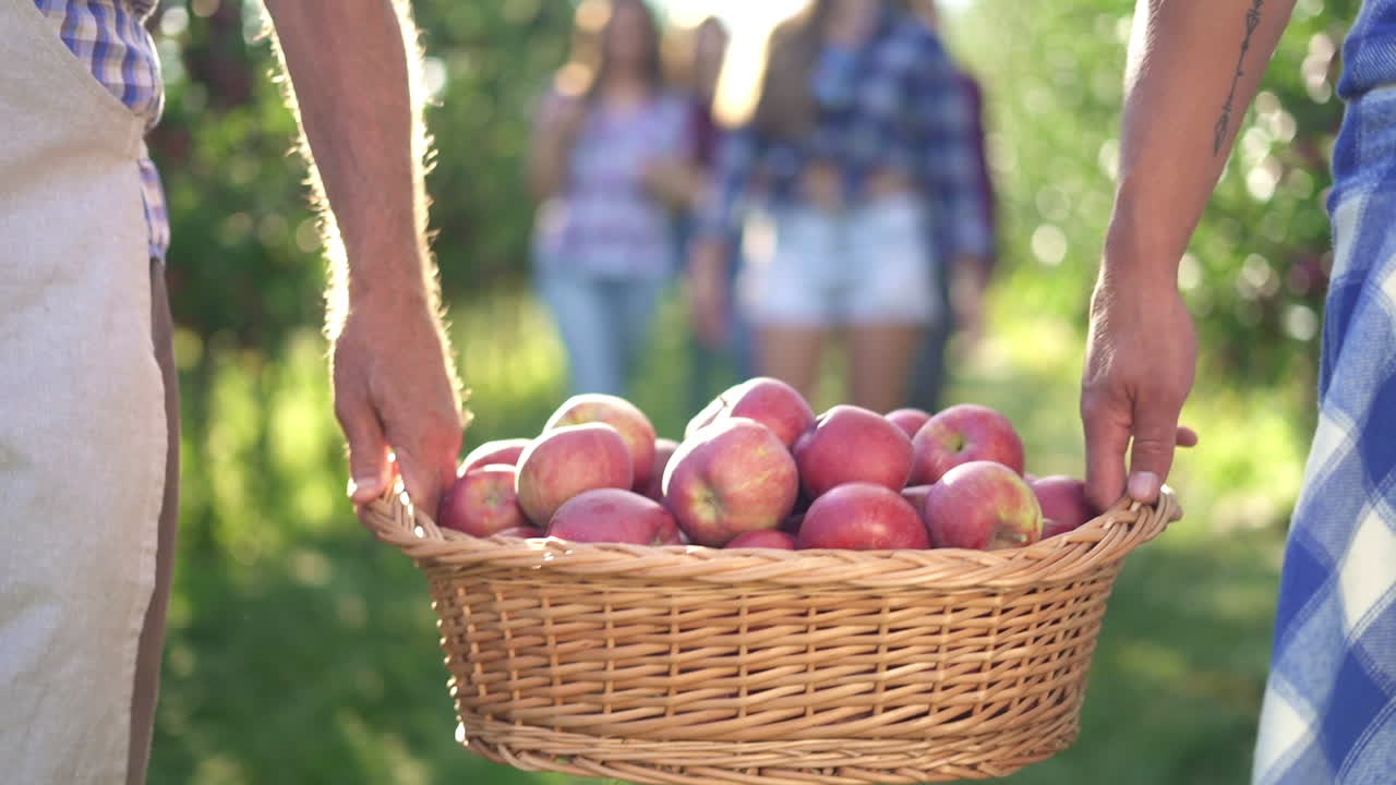People carrying a basket of freshly picked red apples in an orchard