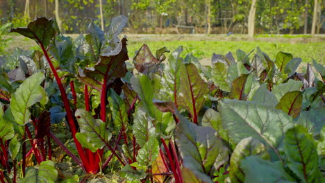 close up shot of beetroot plant with green leaves and red veins growing in the agricultural field.