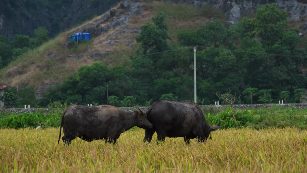 Young buffalo follow mother buffalo grazing on a rice field, coutryside vietnam