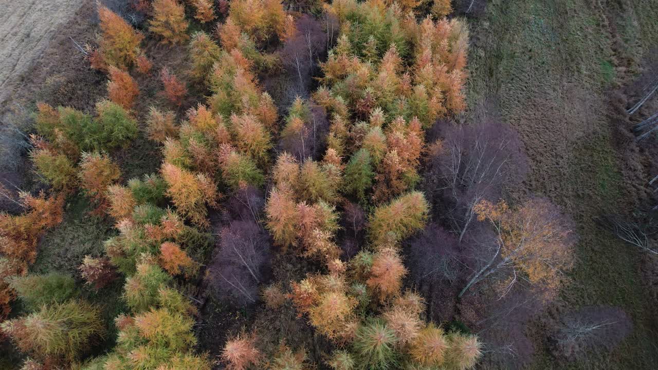 Circling drone shot around an orange autumn grove near Öregrund, Sweden
