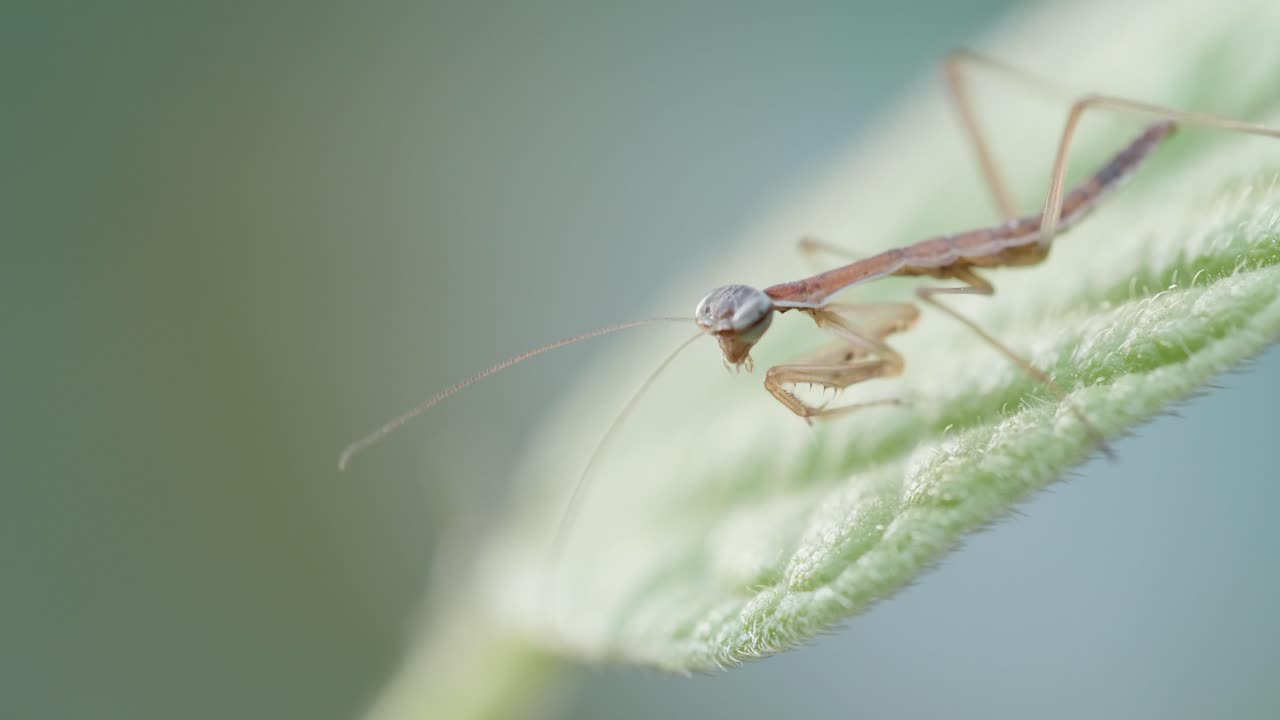 vista macro de una cría de mantis religiosa sacudiendo un mosquito de su pierna