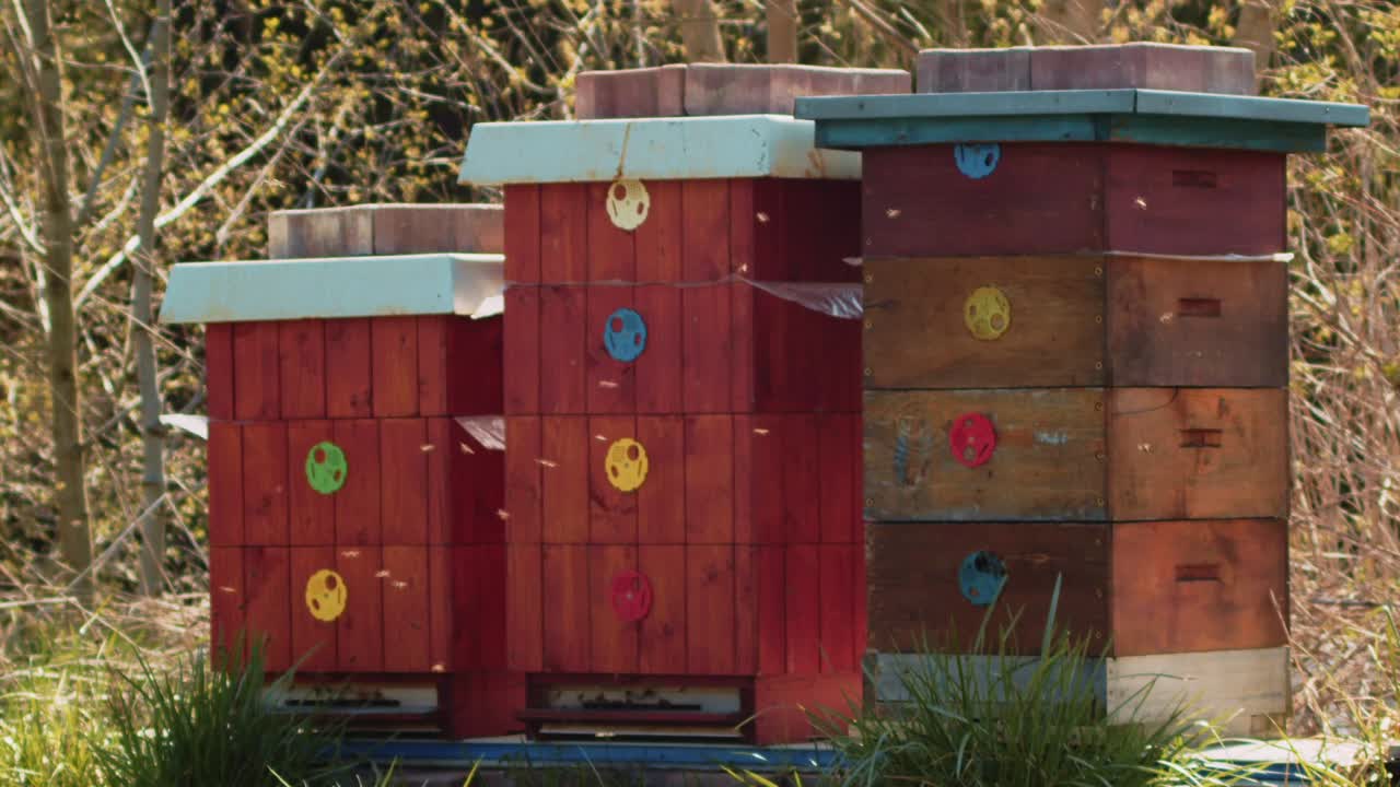 Three wooden colourful hives of bees flying around