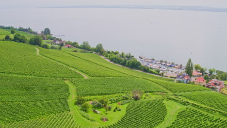vineyard plantations wraps along topographic contours of hillside by the lake