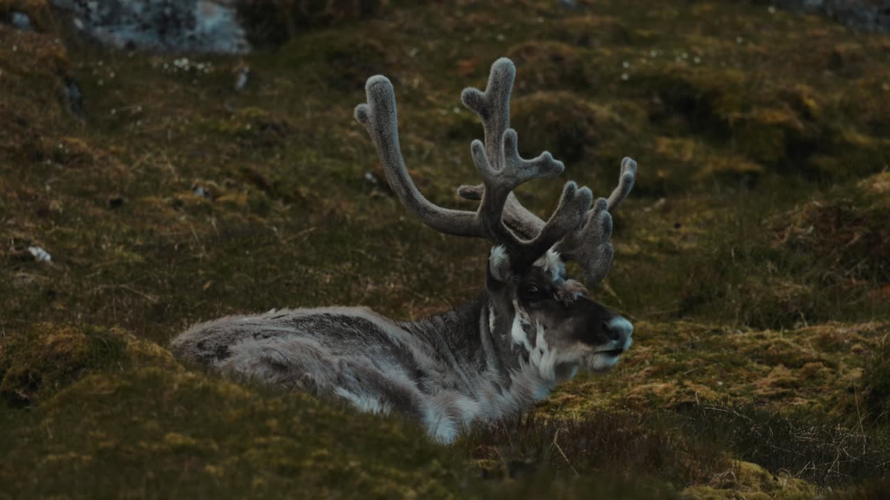 Nahaufnahme eines Svalbard-Rentiers mit Samtgeweih, das in der arktischen Tundra ruht.